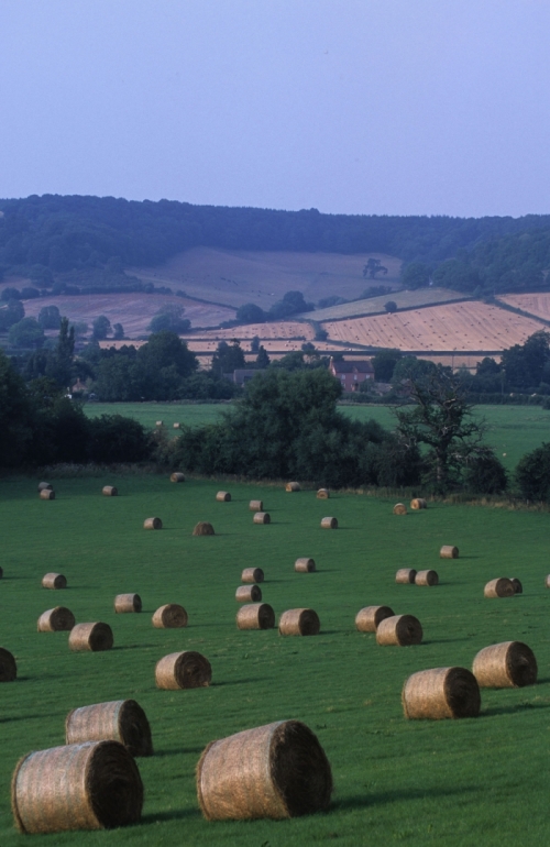 Hay harvest